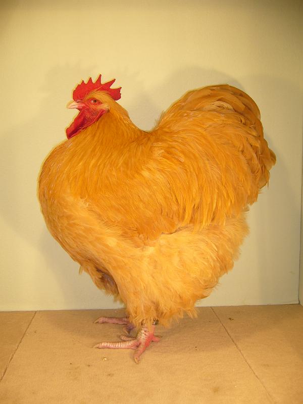 Muenster 2008 666.jpg - Orpintion gelb von Matthias Schmidt Preis HV 96 LVE